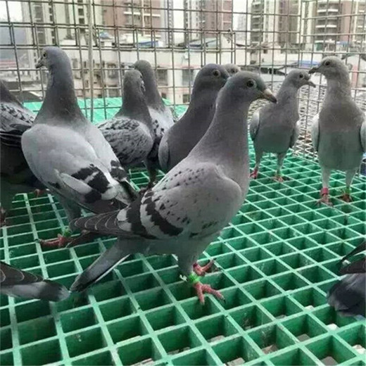 养殖地网